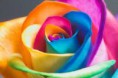 /album/gallery/rosa-para-leitura-de-aura-jpg/